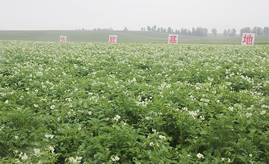  Potato High-yield Test Field