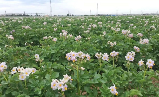 馬鈴薯種植基地