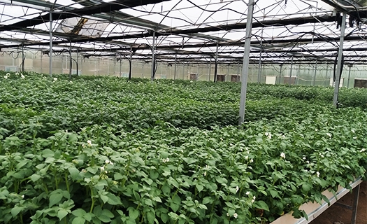 mproved Potato Varieties Breeding Glasshouse 